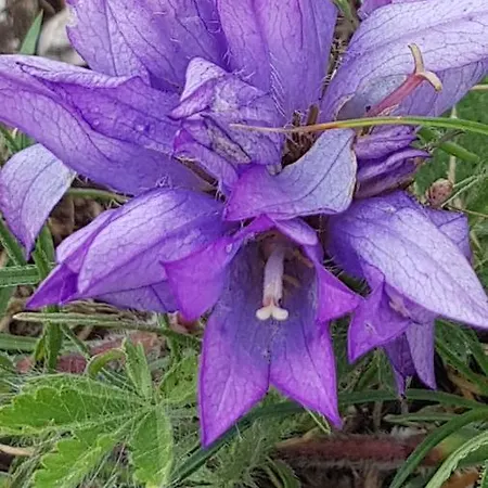 Appartamento Old Town Hesed Spalato